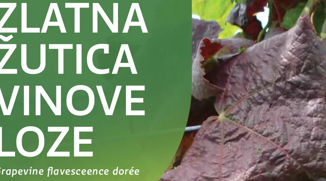 Spriječimo daljnje širenje zlatne žutice i propadanje vinograda